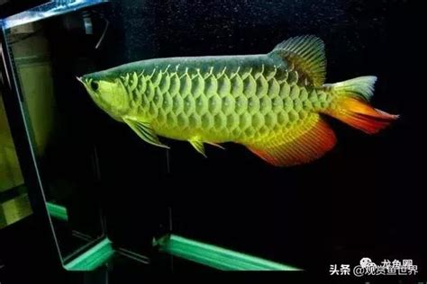 養龍魚|教你龍魚從開缸到飼養的過程，保證這幾項就能出狀態。